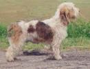 BASSET GRIFFON VENDEEN