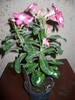 adenium roz