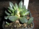 Adromischus schuldtianus juttae