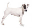 Fox Terrier