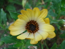Daisy Sunny Amanda (2009, Aug.28)