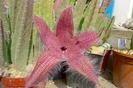 Stapelia flavirostris