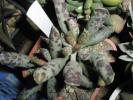 Adromischus festivus