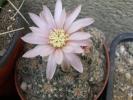 Gymnocalycium bruchii