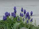 Muscari_armeniacum1
