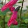 SALVIA 3