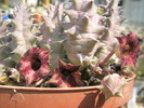 Huernia macrocarpa - 30.08