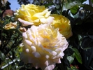 Picture 007