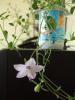campanula