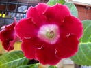 Rosie cu marg. roz
