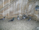 IMGP1335