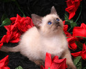 Pisica in trandairi