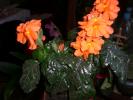 aug 2008 001