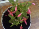 Picture 017