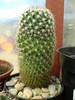 8. Mammillaria ?