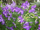 DSCI0455