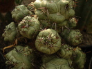 Ortegocactus macdougallii