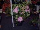 DSC00087