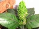 iacobinia imbobocita