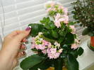 KALANCHOE ROZ
