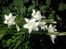DSCI0590
