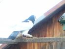Picture 027