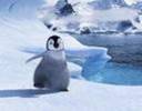 happy feet (5)