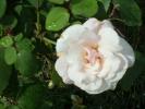 my fav rose