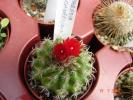 Parodia schwebsiana
