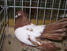 12272 ro 0