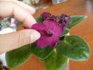 Vampire's Kiss floare de 5 cm