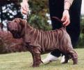 SHAR PEI