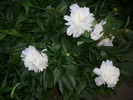DSCI0516