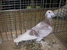 P1010184