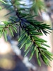 shutterstock_43451