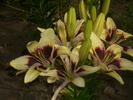 DSCI0876