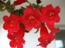 kohleria