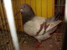 06860 modenezg brown 1