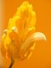 DSCF1675