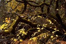 WOODS54