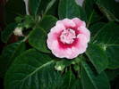 Gloxinia roz dublu