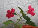 impatiens