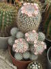 Mammilaria bicolor