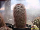 80-Mammillaria obconella