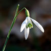 600px-Galanthus_nivalis_close-up_aka