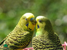 Wallpapers - Parrots - 22