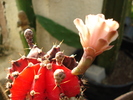 DSC09529