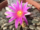 Ariocarpus agavoides detaliu floare