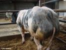 BBB ESTE DEAJUNS  CEA MAI PERFORMANTA RASA DE CARNE