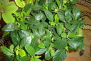 gardenia